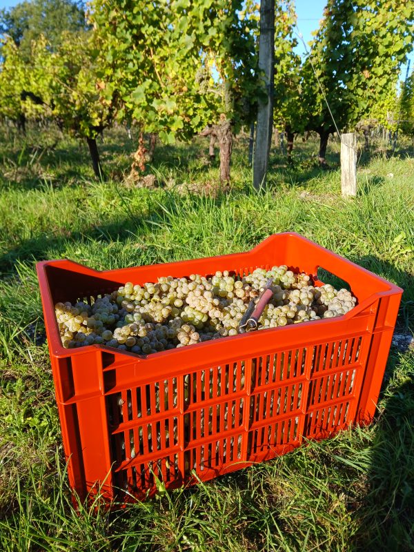 Bergerac blanc sec sans sulfites, SINE 2024 – Image 4