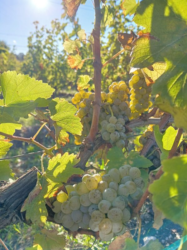 Bergerac blanc sec sans sulfites, SINE 2024 – Image 5