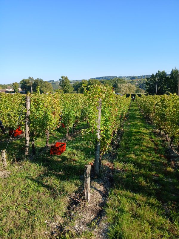 Bergerac blanc sec sans sulfites, SINE 2024 – Image 6
