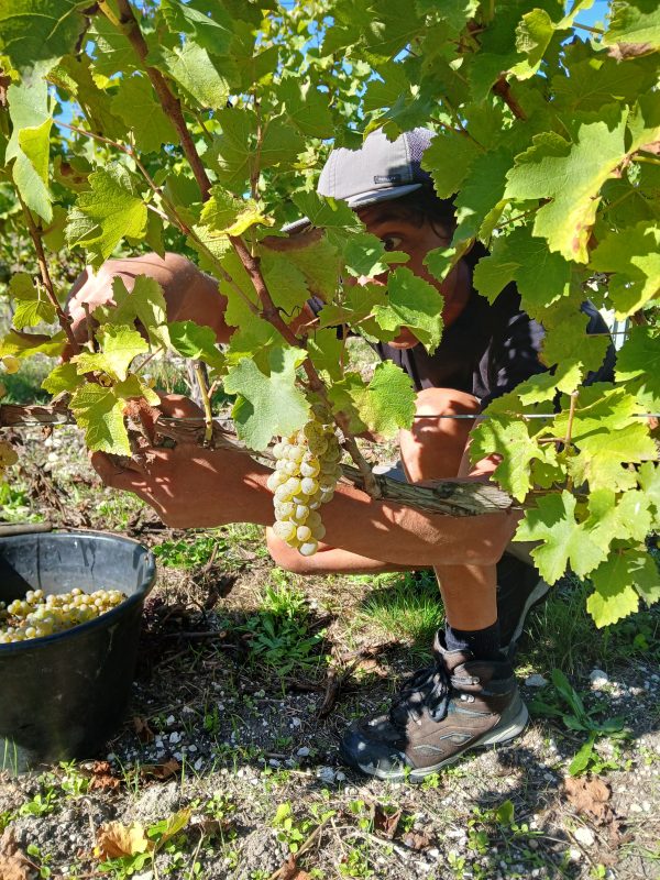 Bergerac blanc sec sans sulfites, SINE 2024 – Image 7
